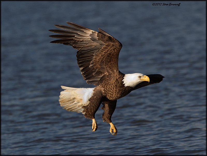 _2SB1868 american bald eagle.jpg